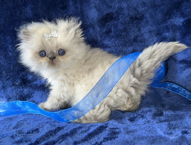 Himalayan Himalayan Persian Kittens