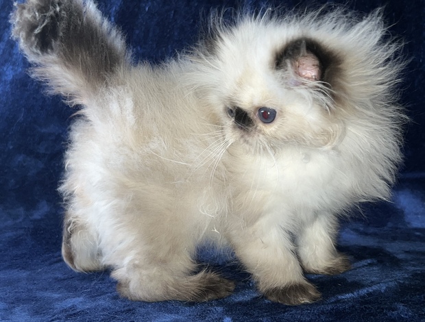 Persian Persian Himalayan Kitten