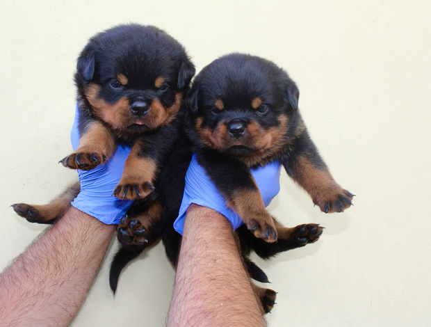 Rottweiler World Class AKC European Rottweiler Puppies