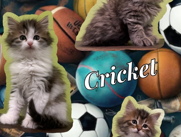 Siberian Siberian kittens out of international winning parents