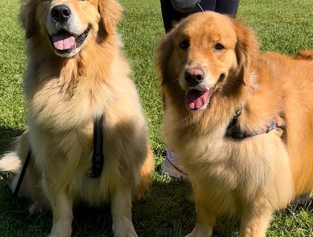 Golden Retriever Awesome golden retriever puppy