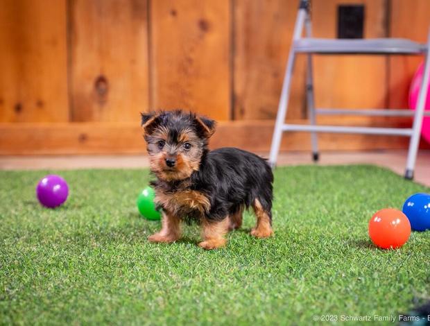 Yorkshire Terrier X-MASS Yorkshire Terrier puppy READY NOW
