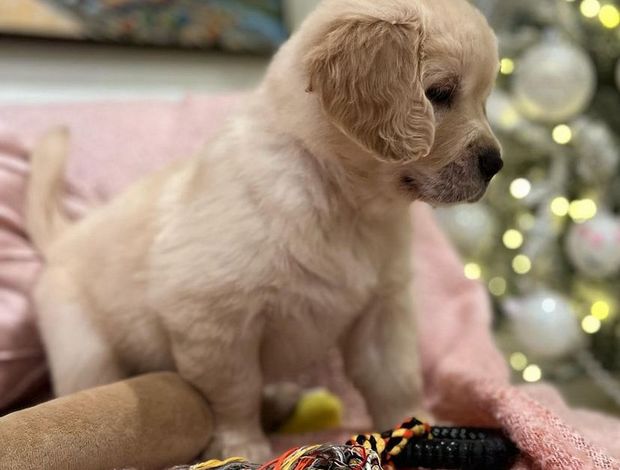 Golden Retriever XMASS GIFTS AKC Reg Golden Retriever Pups read now