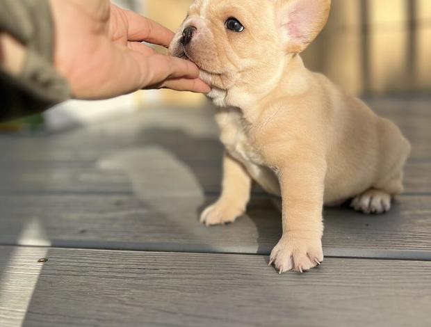 French Bulldog male Purebred French Bulldog for xmass ready