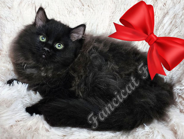 Ragdoll TICA Registered Pure-Bred Fluffy Black Solid Ragdoll Kittens