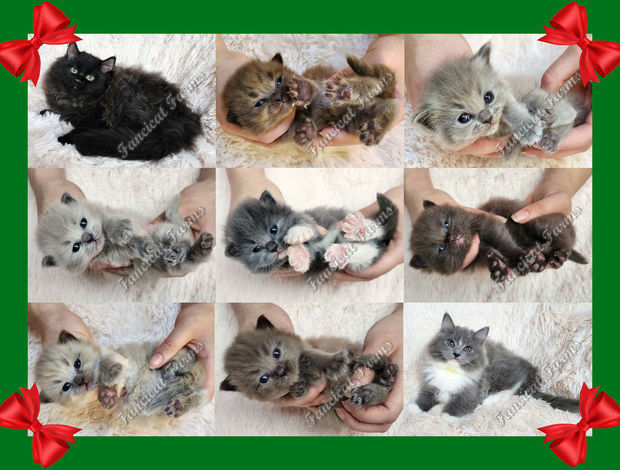 Ragdoll Fluffy Sweet TICA Ragdoll Babies, Variety of Colors!