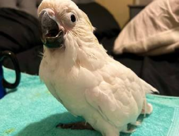 African Grey Parrot Handraised parrots ready for new homes
