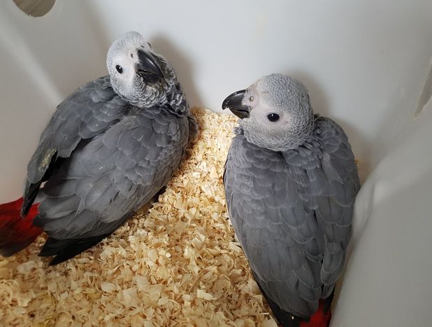 African Grey Parrot Congo african grey babies ready