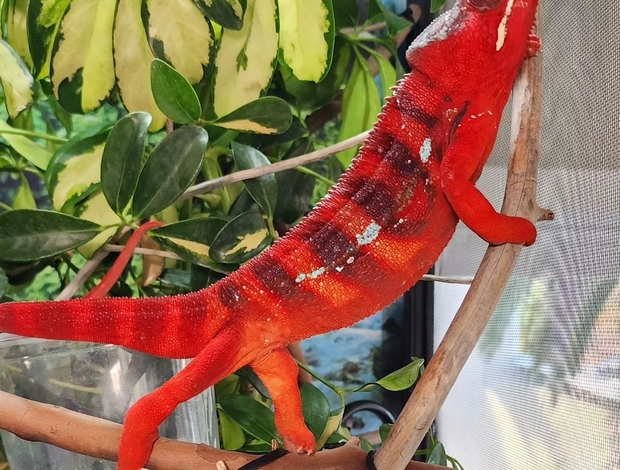 Turtles & Tortoises We offer exotic reptiles at absolute rock-bottom prices