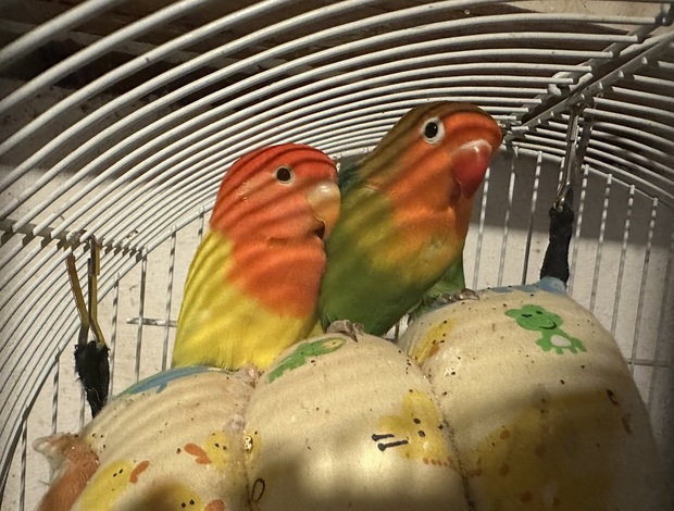 Lovebird Lovebirds