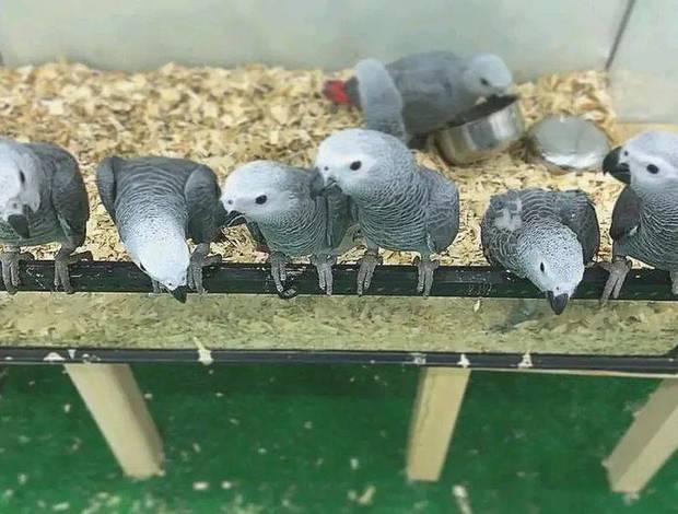 African Grey Parrot African grey parrots