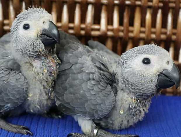 African Grey Parrot African grey parrots
