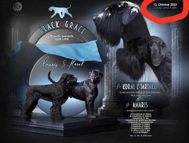 Giant Schnauzer Giant schnauzer