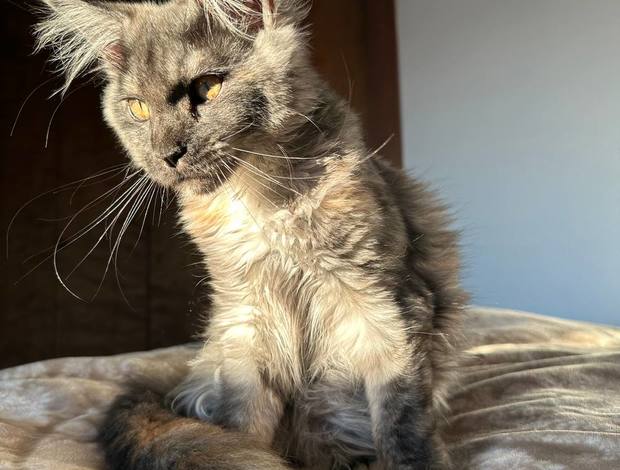 Maine Coon Pedigree WCF,TICA  cattery Maine coon