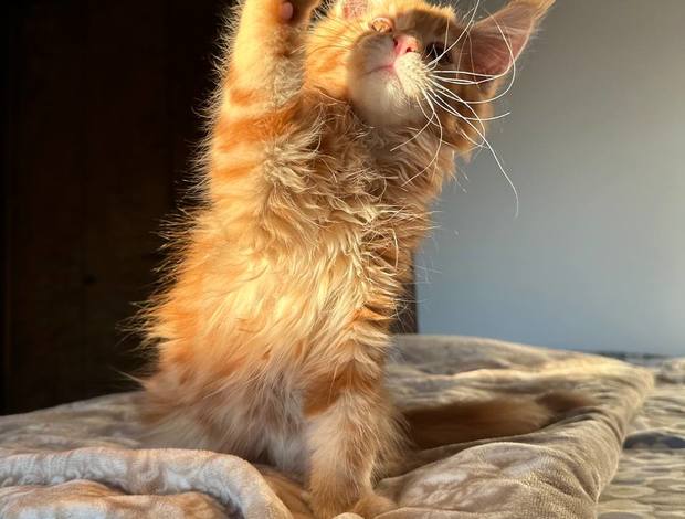 Maine Coon Chris Mainecoon boy red