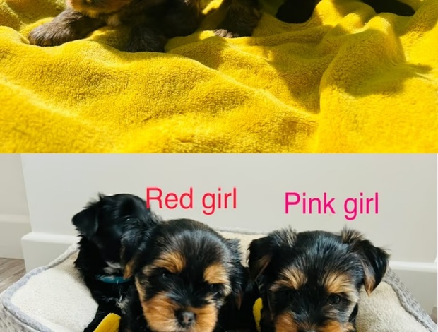 Yorkshire Terrier Yorkshire Terrier Puppies