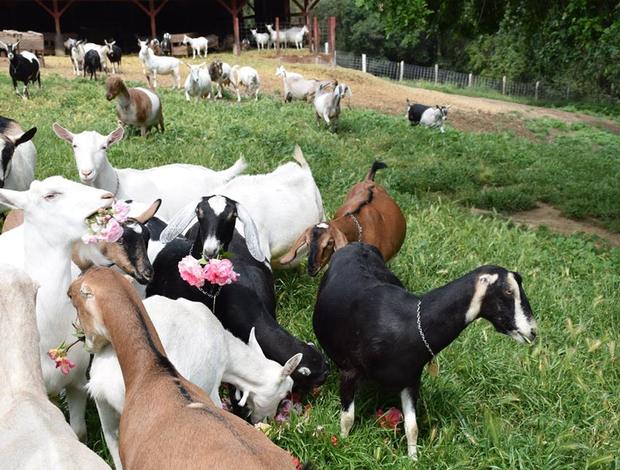 Sheep & Goats Healthy dairy and meat goats for sale