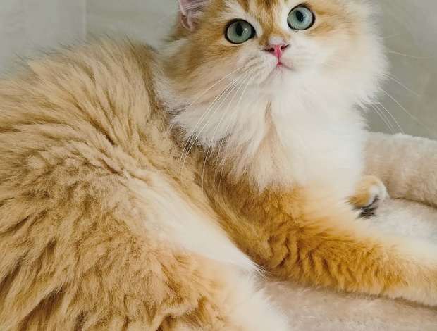 British Shorthair british long hair for sell