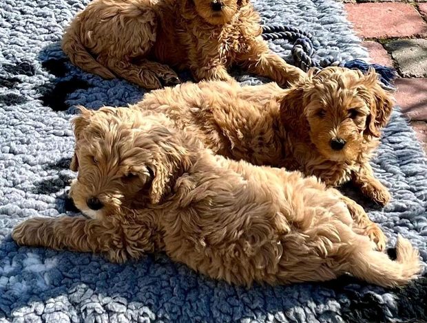 Golden Retriever doodles
