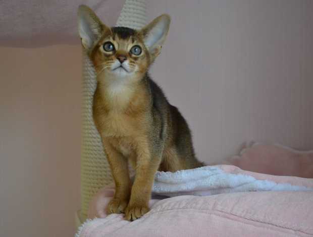 Abyssinian Abyssinian kittens