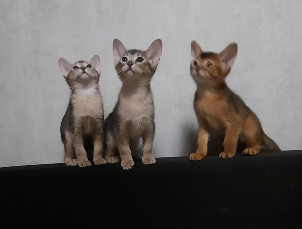 Abyssinian Abyssinian boys and girls