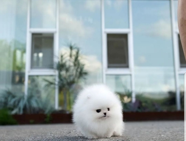 Pomeranian male puppy rolly