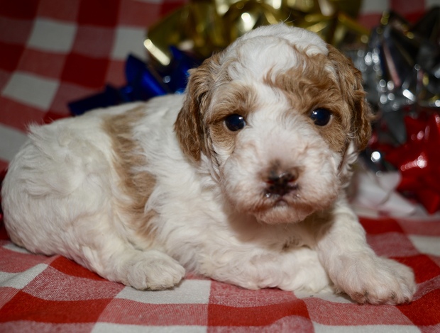 Poodle Az Toy Parti Poodle