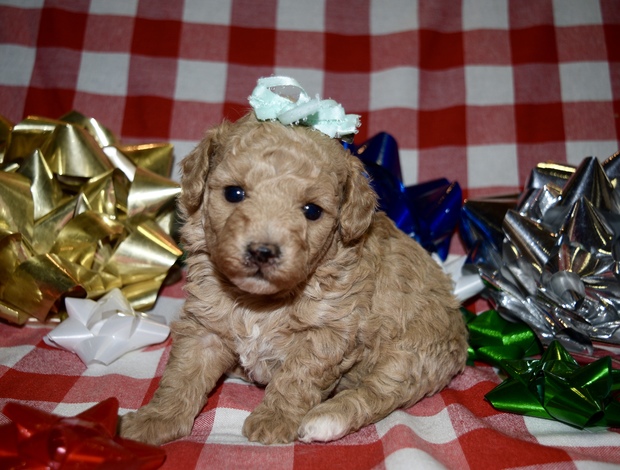 Poodle Az Toy Poodle Female