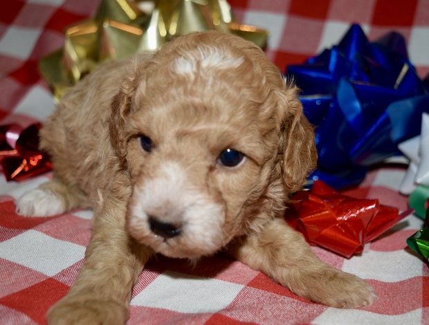 Poodle Az Toy Poodle M