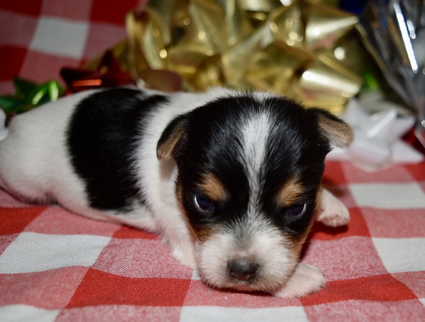 Yorkshire Terrier Az Parti Male