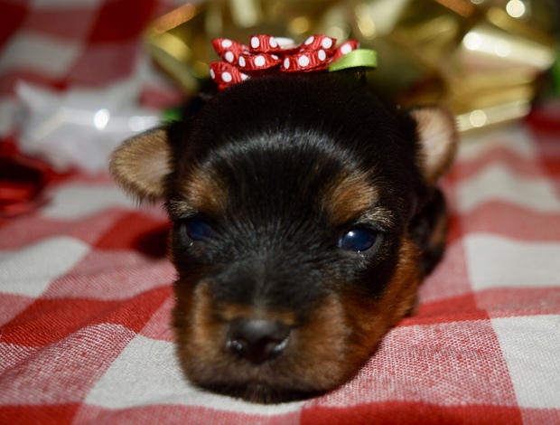 Yorkshire Terrier Az Female