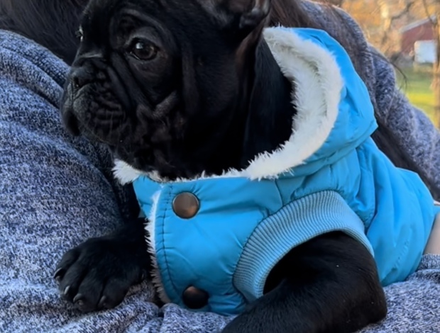 French Bulldog French Bulldog Puppy For Sale