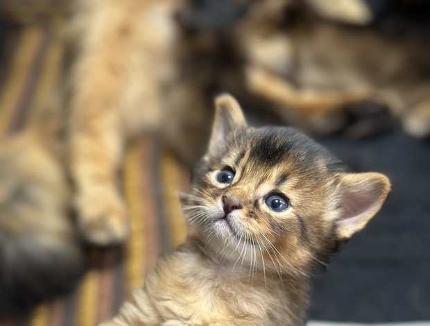 Somali Sommali kitten available