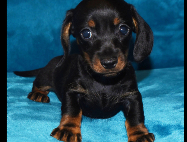 Dachshund Charming Male & Female Dachshund Puppies For Christmas