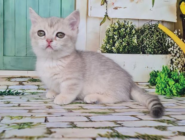 American Shorthair Munchkin Cat For Sale