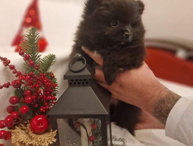 Pomeranian POMERANIAN BABIES LOOKING FOR MUMMY AND DADDY