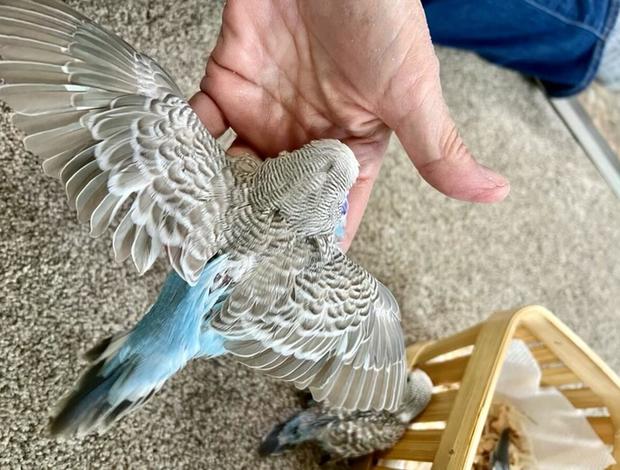 Parrotlet Adorable Budgies babies are ready to leave now.