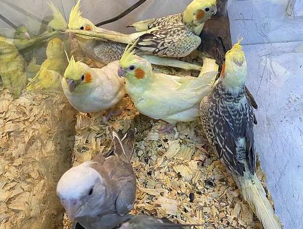 Cockatiel extremely Tamed Cockatiel ready for re home