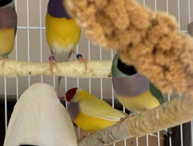 Cockatoo Gouldian Finches