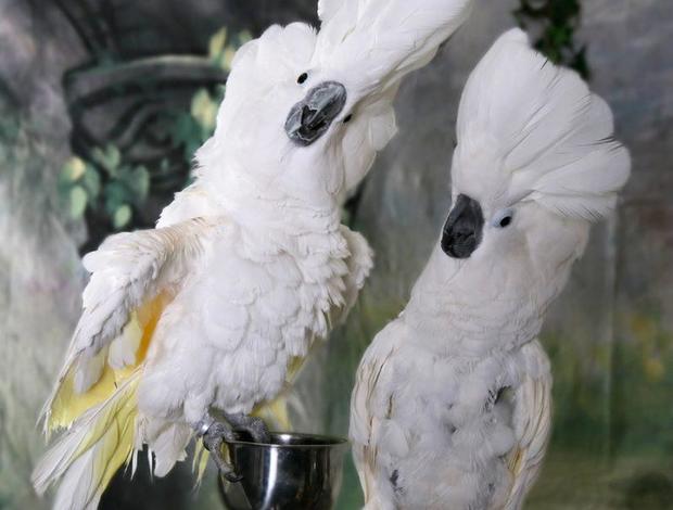 Cockatoo UMBRELLA COCKATOO PARROTS READY FOR NEW HOMES