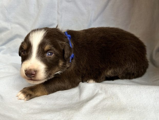 Australian Shepherd Australian Shepherd Puppies in Colorado