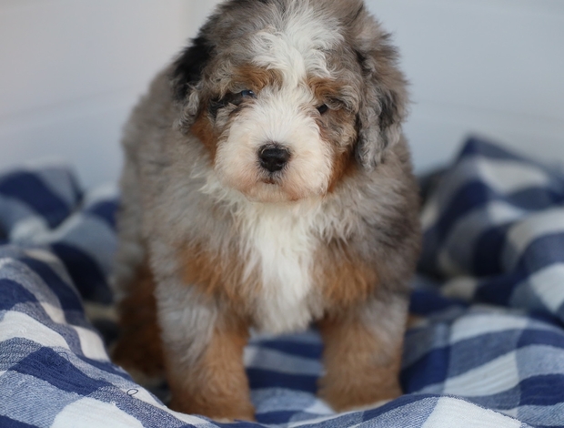 Bernese Mountain Dog Mini Bernedoodle