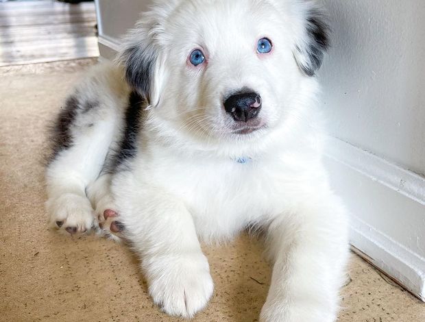 Australian Shepherd Australian Shepherd Puppies