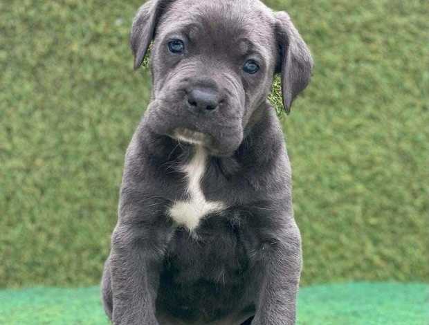 Cane Corso Healthy AKC Reg. Cane Corso Italiano Puppies