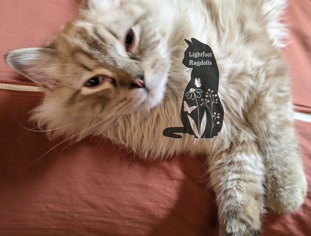 Ragdoll Ragdoll kittens