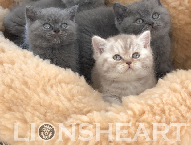 British Shorthair British Shorthair Availabe kittens
