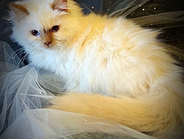 Ragdoll Now taking deposits