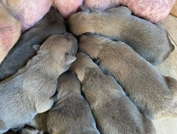 Cane Corso Cane Corso Puppies For Sale