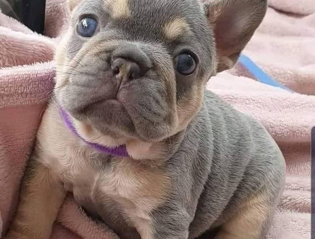 French Bulldog Beautiful litter of French bulldogs carrying testable