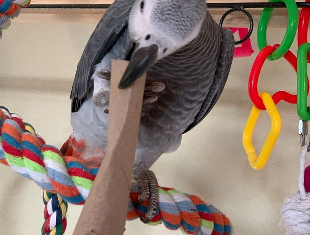 African Grey Parrot Fully Weaned African Grey Parrots  for Christmas